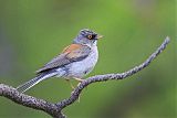 Yellow-eyed Juncoborder=